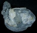 Calcite Crystal Filled Clam Fossil #6047-3
